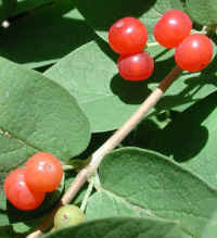 Tartarian Honeysuckle (Lonicera tatarica) - 20a