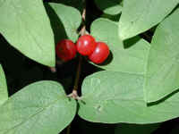 Tartarian Honeysuckle (Lonicera tatarica) - 21