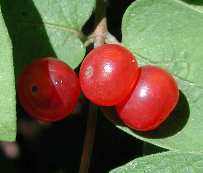 Tartarian Honeysuckle (Lonicera tatarica) - 21a