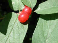 Tartarian Honeysuckle (Lonicera tatarica) - 22