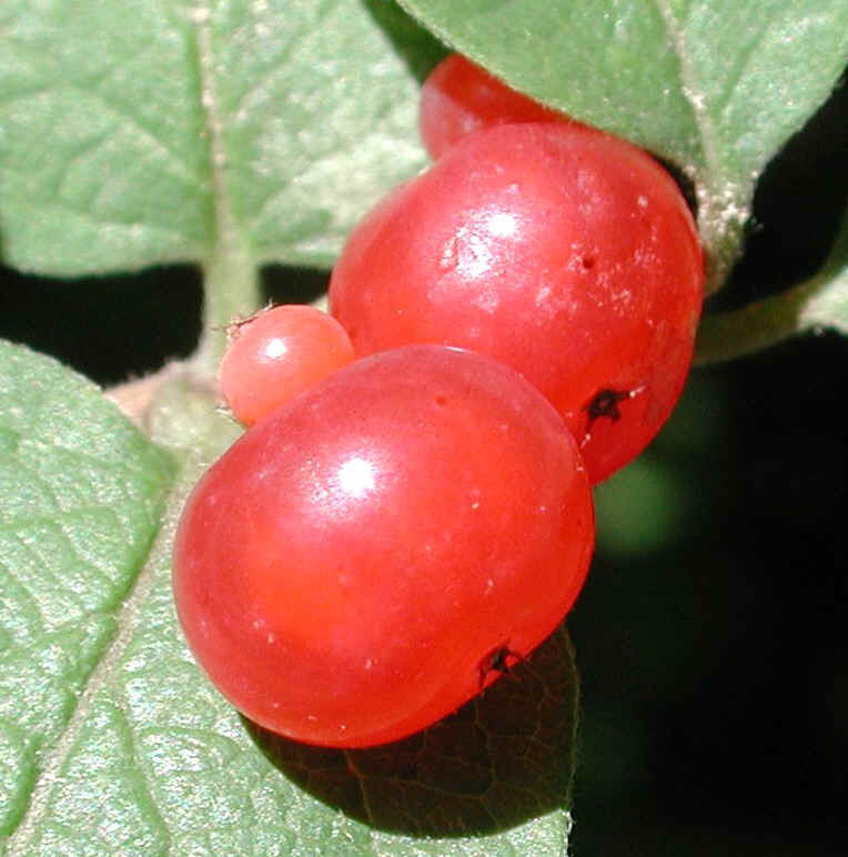 Tartarian Honeysuckle (Lonicera tatarica) - 22a