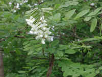 Black Locust (Robinia pseudoacacia L.) - 01