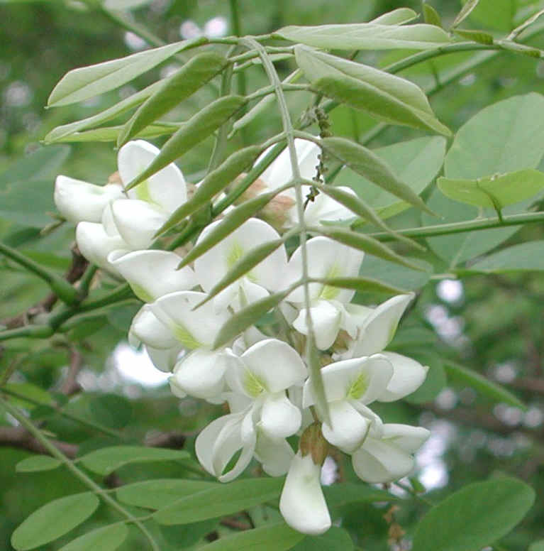 Black Locust (Robinia pseudoacacia L.) - 01a