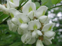Black Locust (Robinia pseudoacacia L.) - 02