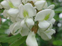 Black Locust (Robinia pseudoacacia L.) - 03