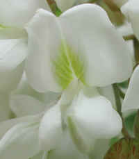 Black Locust (Robinia pseudoacacia L.) - 03a