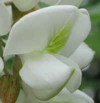 Black Locust (Robinia pseudoacacia L.) - 03b