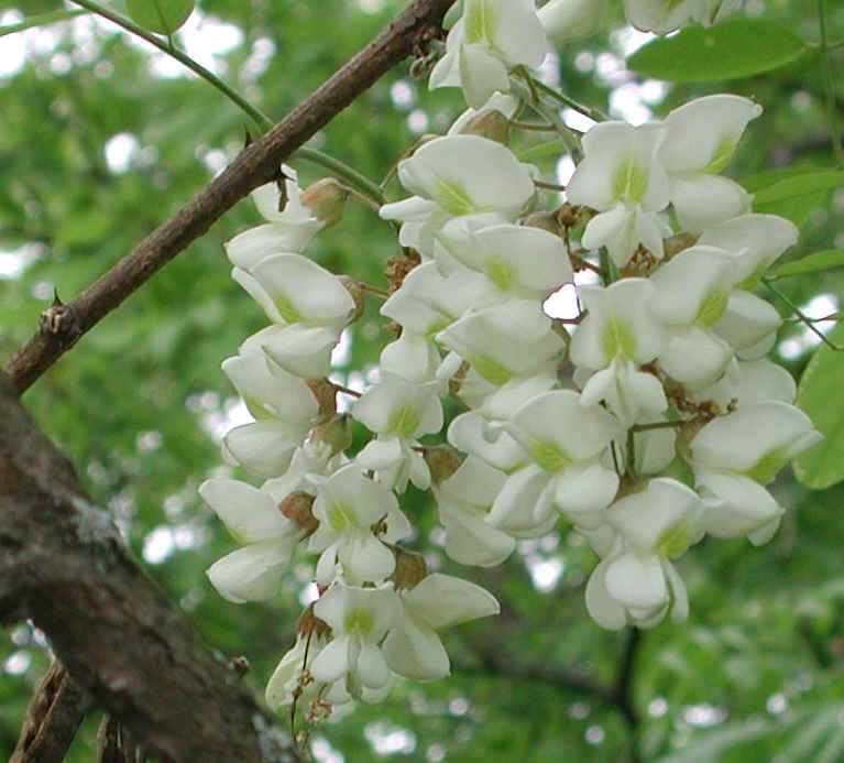 Black Locust (Robinia pseudoacacia L.) - 04a