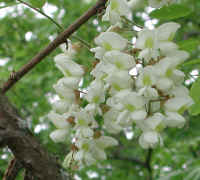 Black Locust (Robinia pseudoacacia L.) - 04a
