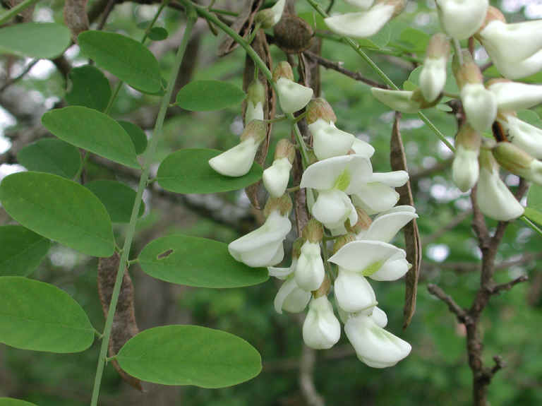 Black Locust (Robinia pseudoacacia L.) - 05