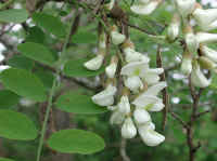 Black Locust (Robinia pseudoacacia L.) - 05
