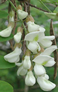 Black Locust (Robinia pseudoacacia L.) - 05a