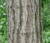 Black Locust (Robinia pseudoacacia L.) - 06a