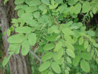 Black Locust (Robinia pseudoacacia L.) - 07