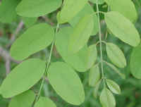 Black Locust (Robinia pseudoacacia L.) - 07a