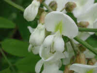 Black Locust (Robinia pseudoacacia L.) - 08