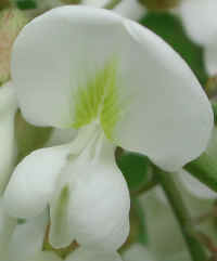 Black Locust (Robinia pseudoacacia L.) - 08a