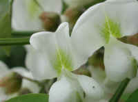 Black Locust (Robinia pseudoacacia L.) - 09