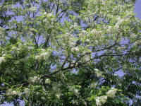 Black Locust (Robinia pseudoacacia L.) - 11