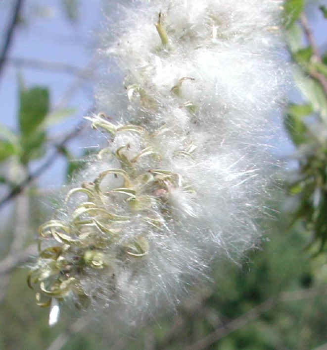 Pussy Willow (Salix discolor) - 11