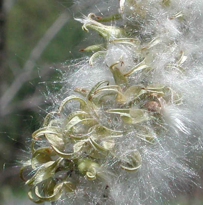 Pussy Willow (Salix discolor) - 12