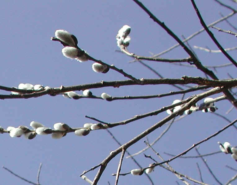 Pussy Willow (Salix discolor) - 32a