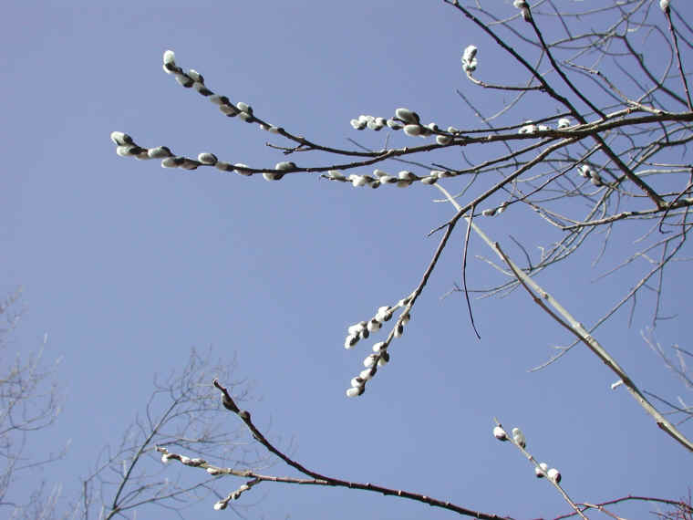 Pussy Willow (Salix discolor) - 34