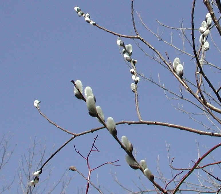 Pussy Willow (Salix discolor) - 35a