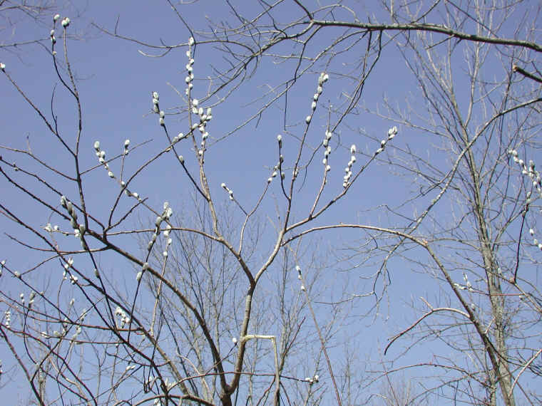 Pussy Willow (Salix discolor) - 36