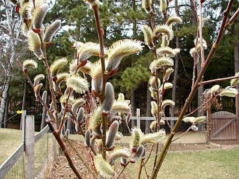 Pussy Willow - 38