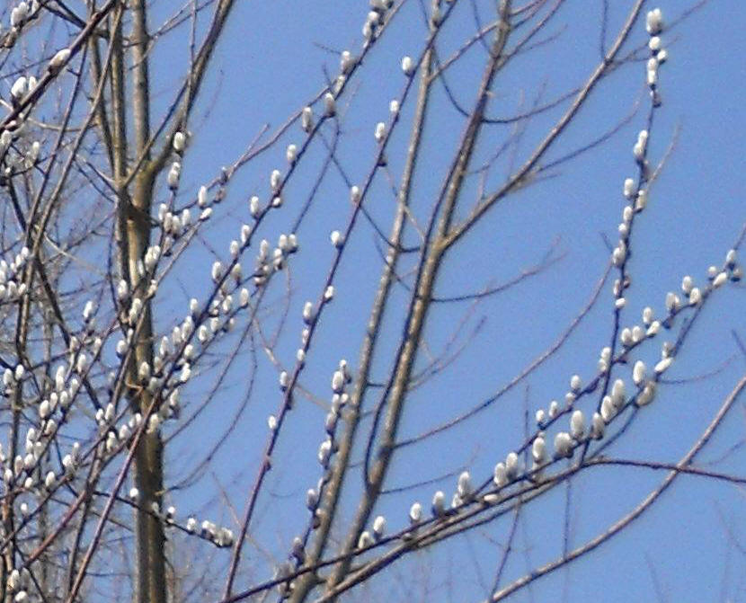 Pussy Willow (Salix discolor) - 41