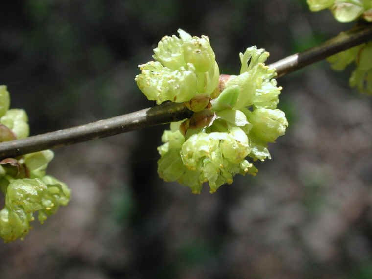 Spice Bush or Spicebush (Lindera benzoin) - 21