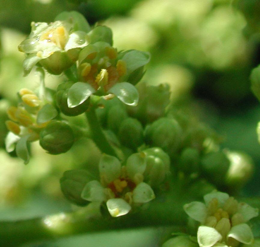 Sumac (Rhus glabra) - 03a