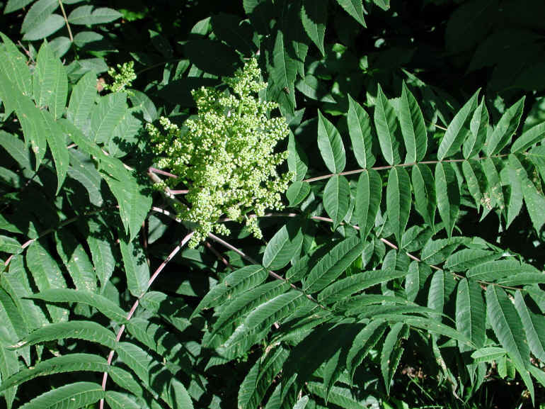 Sumac (Rhus glabra) - 05