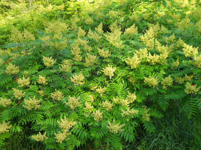 Sumac (Rhus glabra) - 09