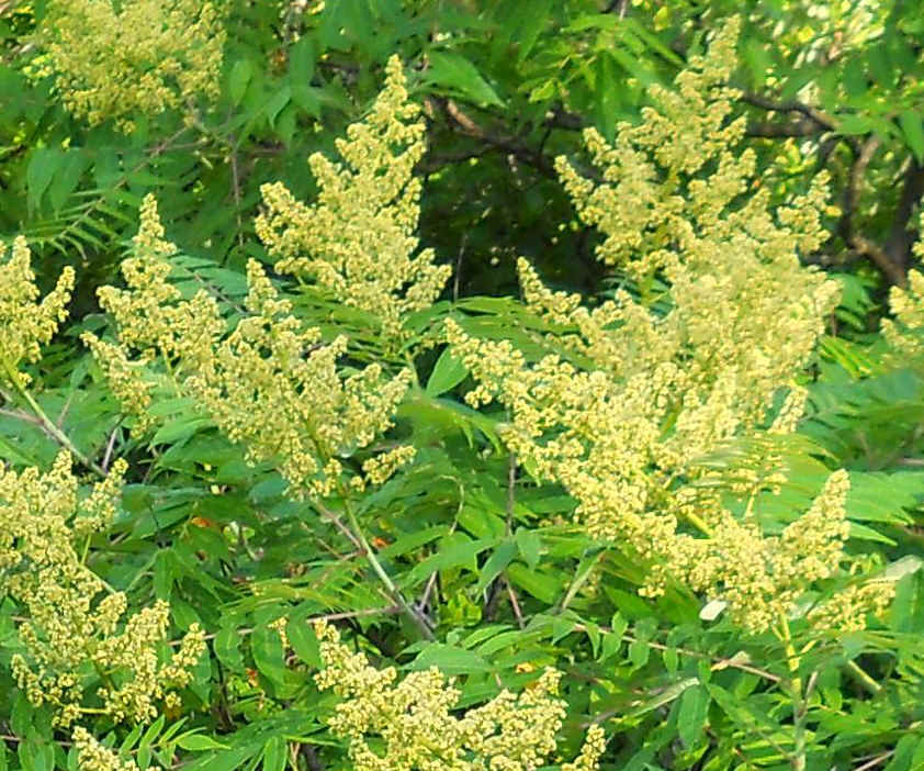 Sumac (Rhus glabra) - 09a