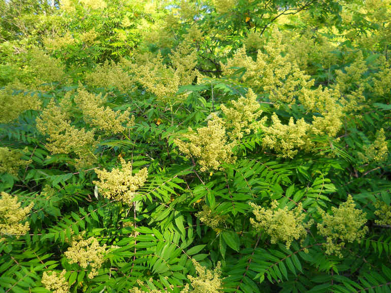 Sumac (Rhus glabra) - 10