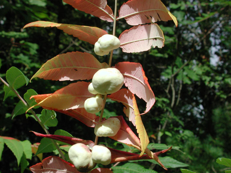 Sumac (Rhus glabra) - 13