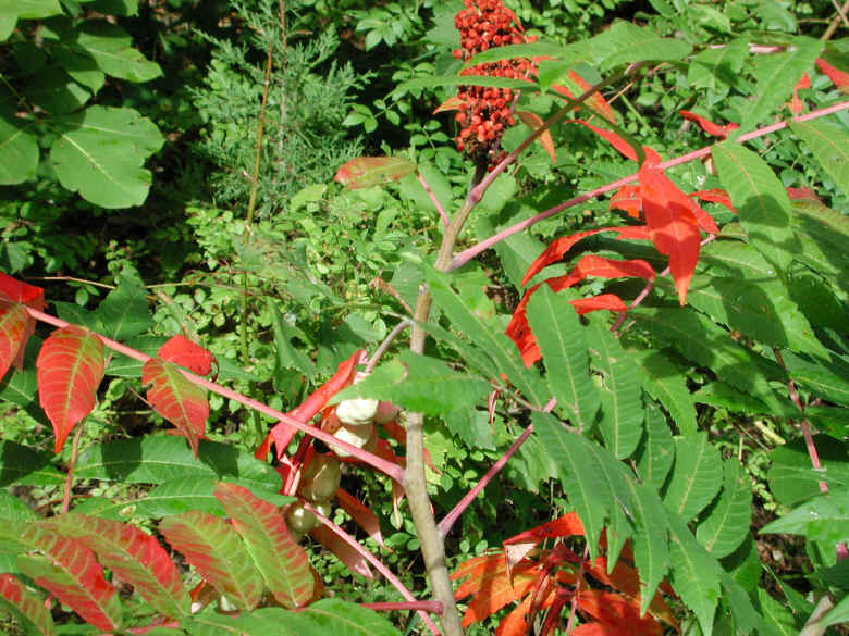 Sumac (Rhus glabra) - 15