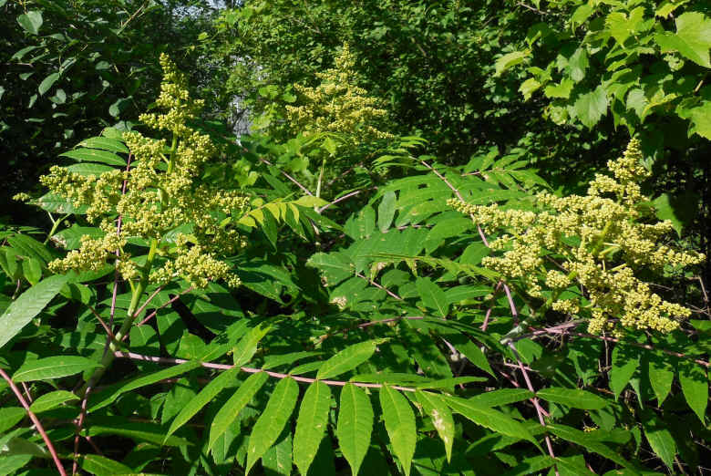 Sumac (Rhus glabra) - 16