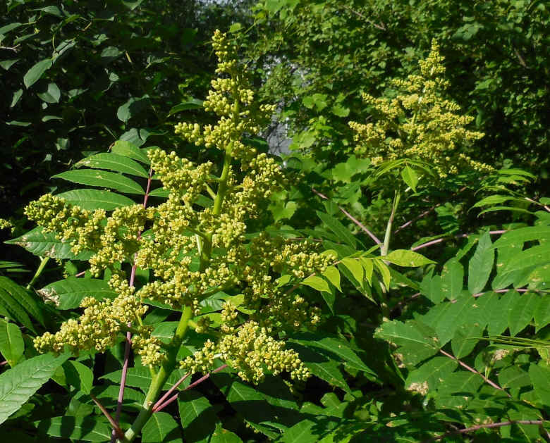Sumac (Rhus glabra) - 17