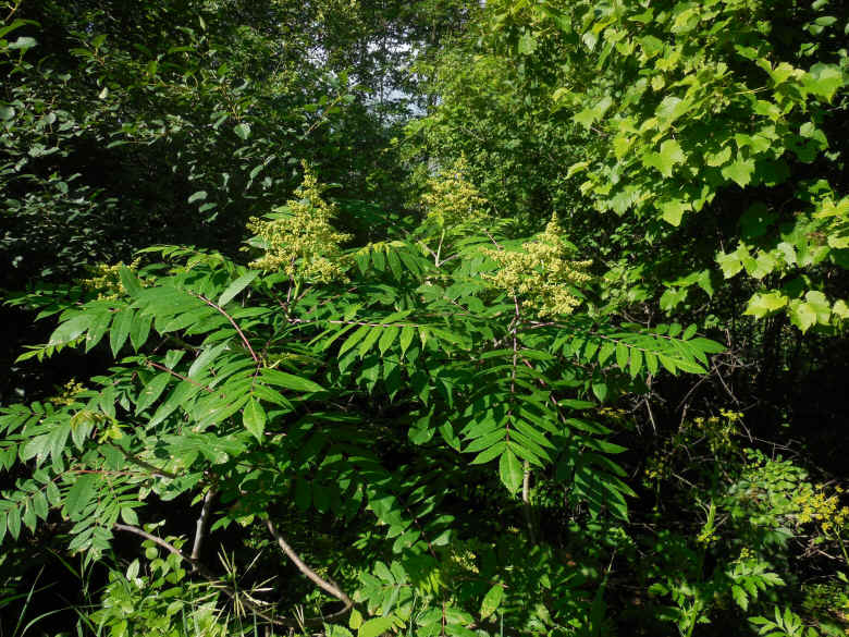 Sumac (Rhus glabra) - 18