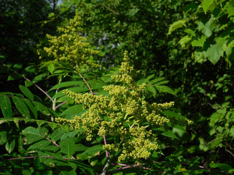 Sumac (Rhus glabra) - 19