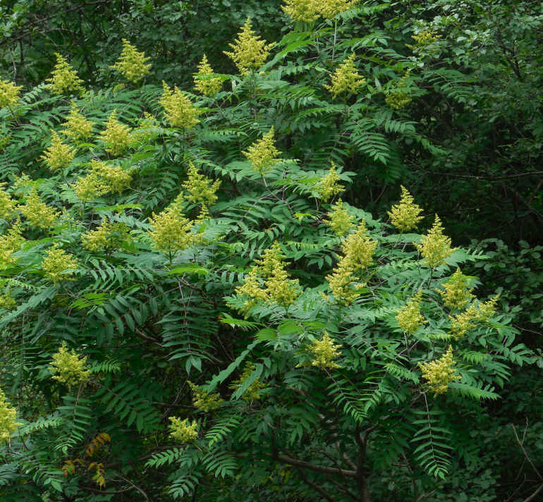 Sumac (Rhus glabra) - 20