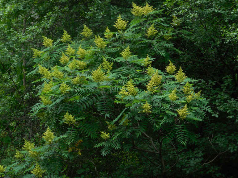 Sumac (Rhus glabra) - 22