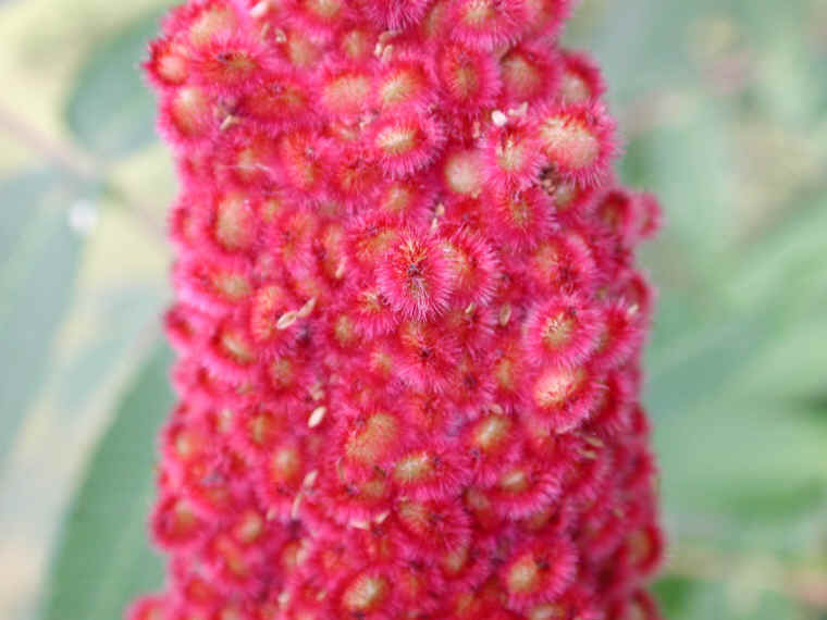 Staghorn Sumac (Rhus typhina) - 03