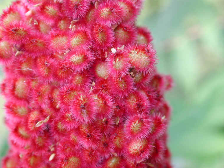 Staghorn Sumac (Rhus typhina) - 04