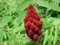 Staghorn Sumac (Rhus typhina)
