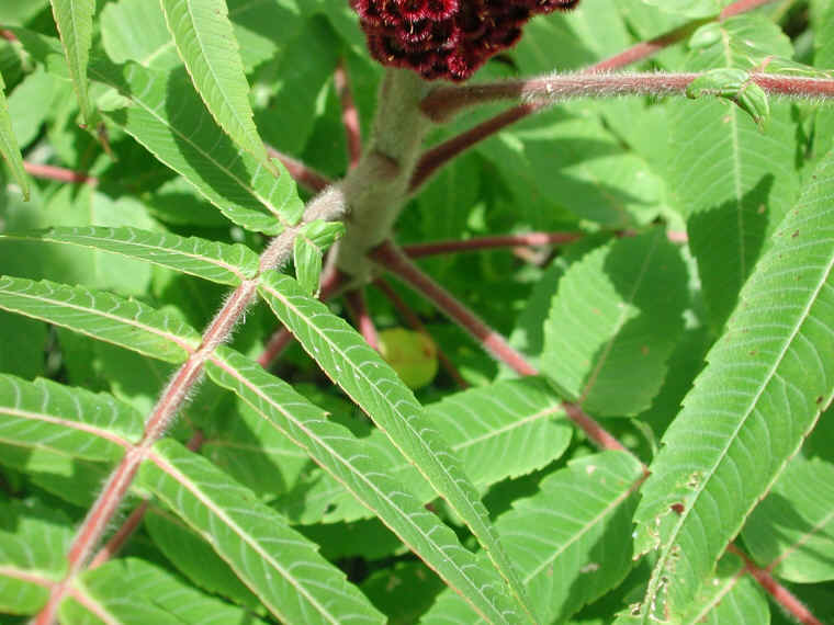 Staghorn Sumac (Rhus typhina) - 10