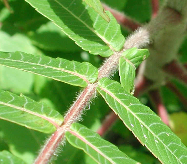 Staghorn Sumac (Rhus typhina) - 10a
